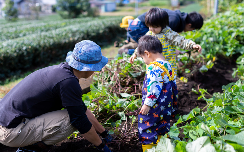 子供が芋掘りする様子